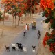 عبور بزها از خیابان الله آباد هندوستان