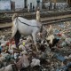 زندگی مسالمت آمیز بز و خروس در زباله دانی کراچی پاکستان