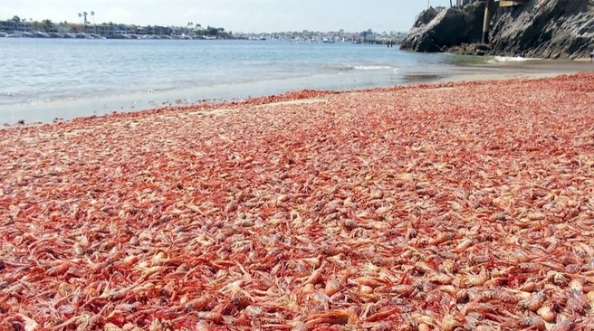 حمله خرچنگ‌ها به سواحل کالیفرنیا