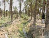 نخلهای شهر خنافره ماهشهردر آستانه نابودی